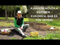 Borbás Marcsi: Kertem - A három nővér a kertben - kukorica, bab és tök vetése (4. rész)