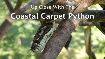 Up Close with the Coastal Carpet Python   Beauty and Stealth