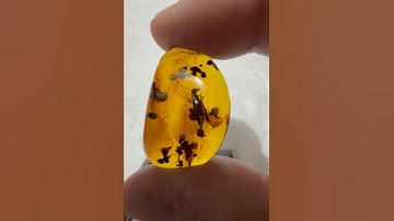 99 million years old insect 🦟 #dinosaur #jurassicworld #fossils #science #amberfossil #minerals