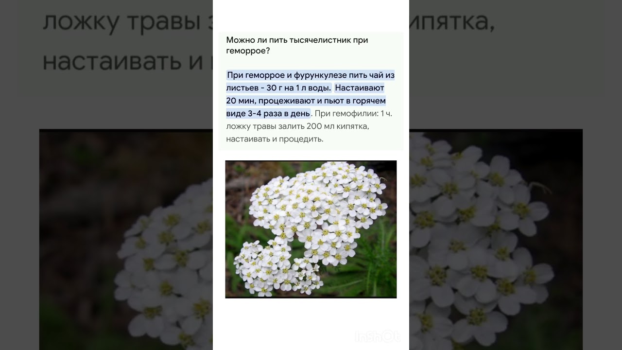 Можно ли пить тысячелистник при геморрое?