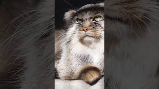 もふもふエルくん manul (Pallas cat） Манул