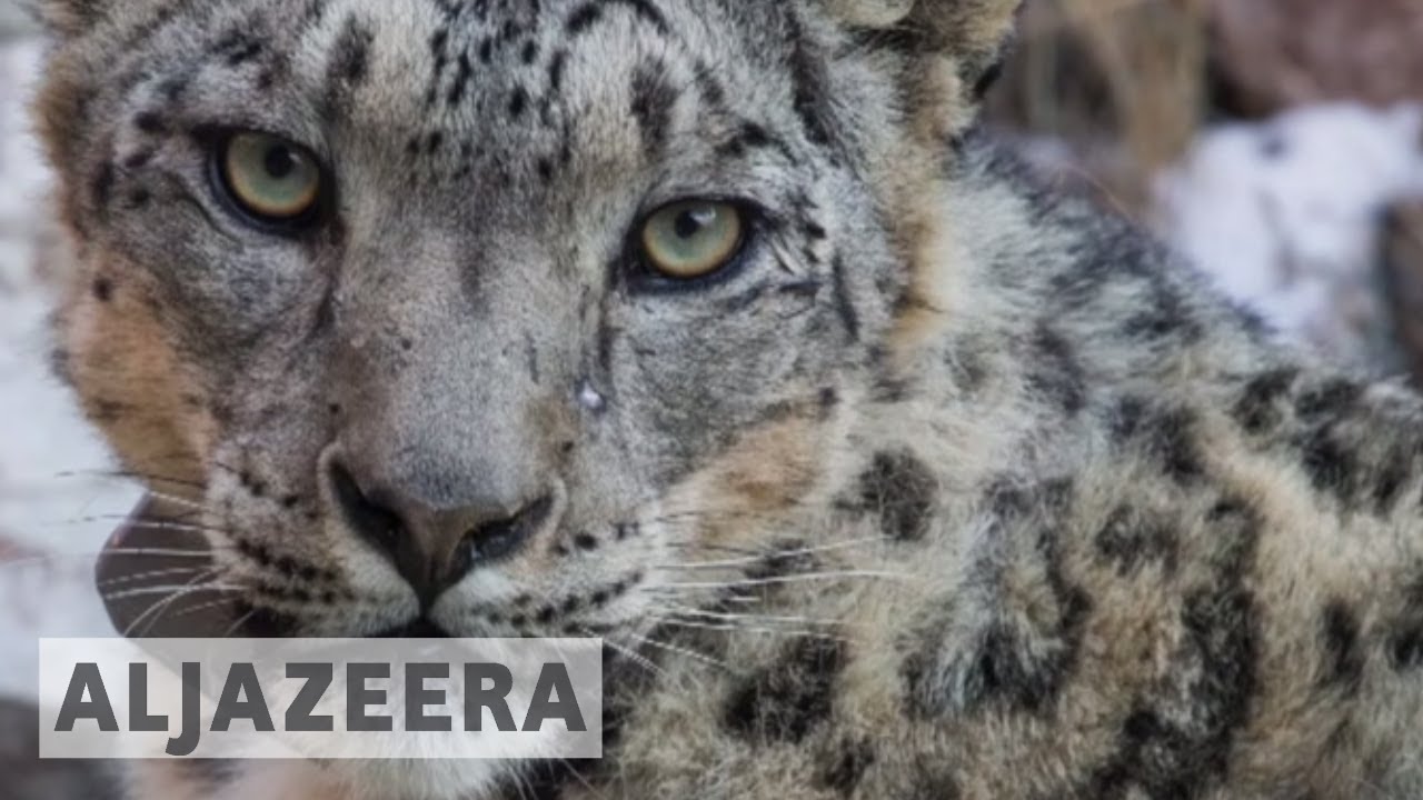 Snow leopards no longer endangered, but still threatened - YouTube