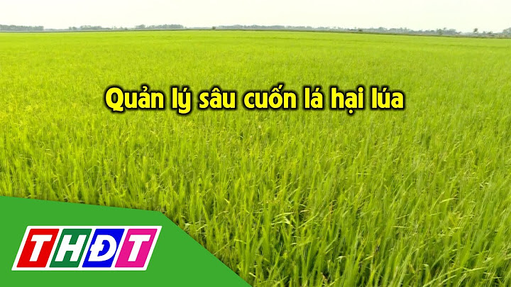 Sâu cuốn lá để trứng bao nhiêu quả 1 lần