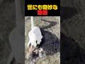 世にも奇妙な動画 #shorts