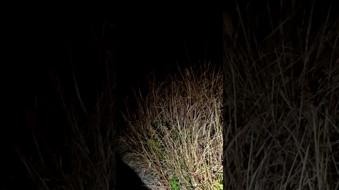 任天堂交換グッズ「ピクミン3 デラックス ホイッスルキーホルダー」を思いっきり吹いてみた