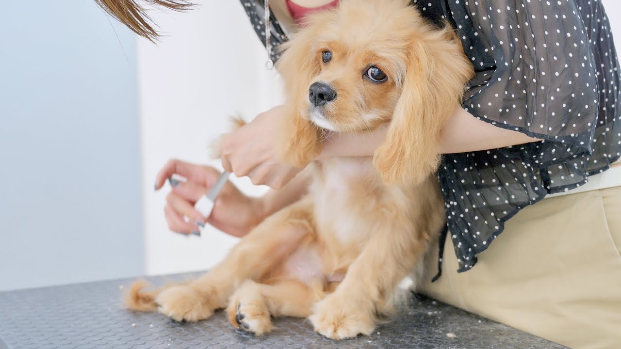 初めてのシャンプーはどうだった キャバリア アメリカンコッカースパニエル 子犬 Youtube