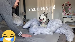 Hillarious Husky Puppy Argues & Refuses To Let Me Make The Bed! [WITH CAPTIONS!!]