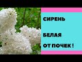 Сирень белая БОЛЕЗНИ ПОЧЕК .