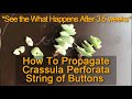 How To Properly Propagate Crassula Perforata / String of Buttons Using Stem Cuttings