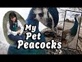 My Pet Peacocks | Rare & Unique Pets
