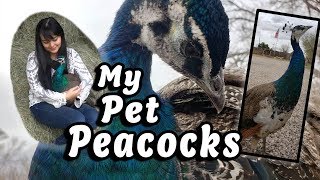 My Pet Peacocks | Rare & Unique Pets