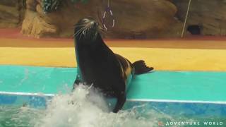 【アドベンチャーワールド カリフォルニアアシカ】手洗いうがいをしましょう
