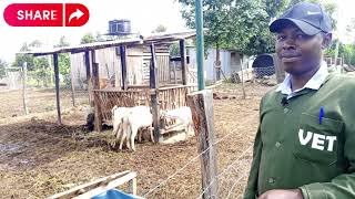 Transforming Our Farm: 13Year Journey of Dairy & Sheep Farming in Kenya (Quick Tour)