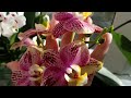 Доброго ранку! Орхідеї у травні