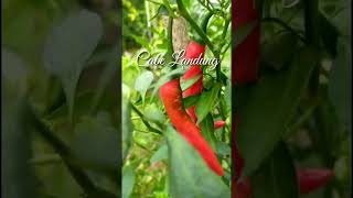 212: Cabe Landung / Cabe Merah Besar #shorts #cabemerah #ensiklopediatanaman