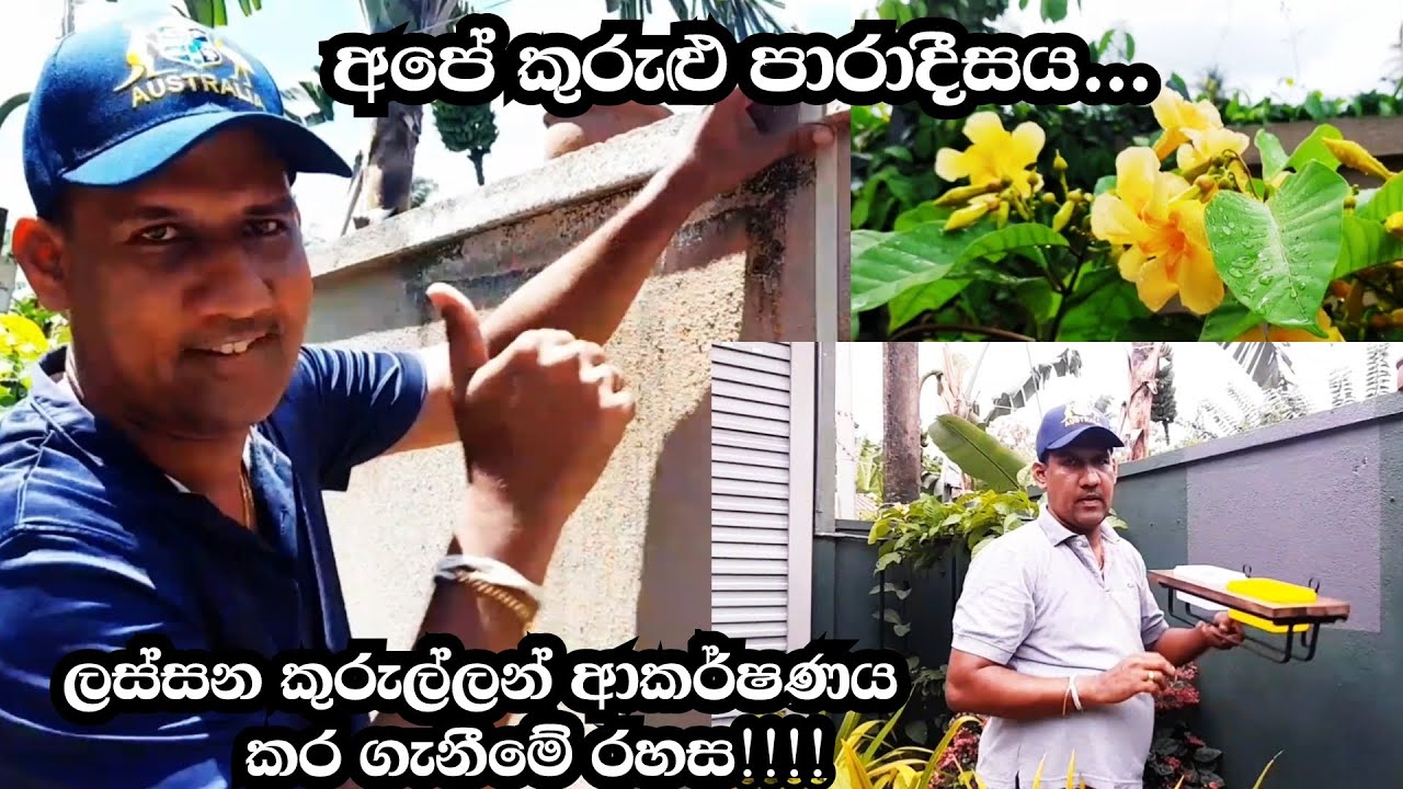 ඔයාගෙ ගෙදරටත් මේ වගේ කුරුල්ලෝ එනවද ?? | Secret to attracting beautiful birds | Motivation video