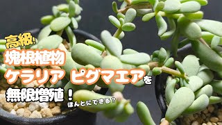 微発根】ケラリア ピグマエア 塊根植物 花、園芸 観葉植物 【公式通販】
