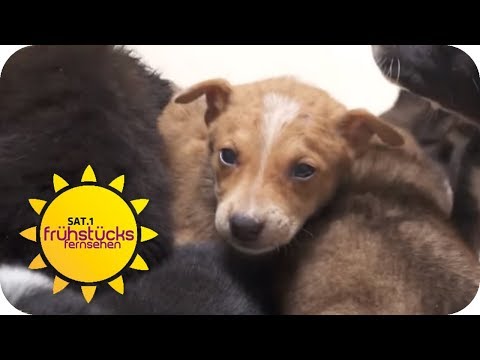 Elend & Not bei Sri Lankas Straßenhunde: Besuch bei Dog Care Clinic | SAT.1 Frühstücksfernsehen