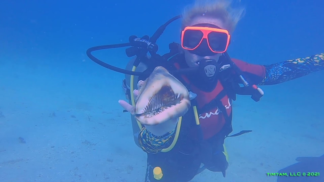 Diving in Jamaica 2021