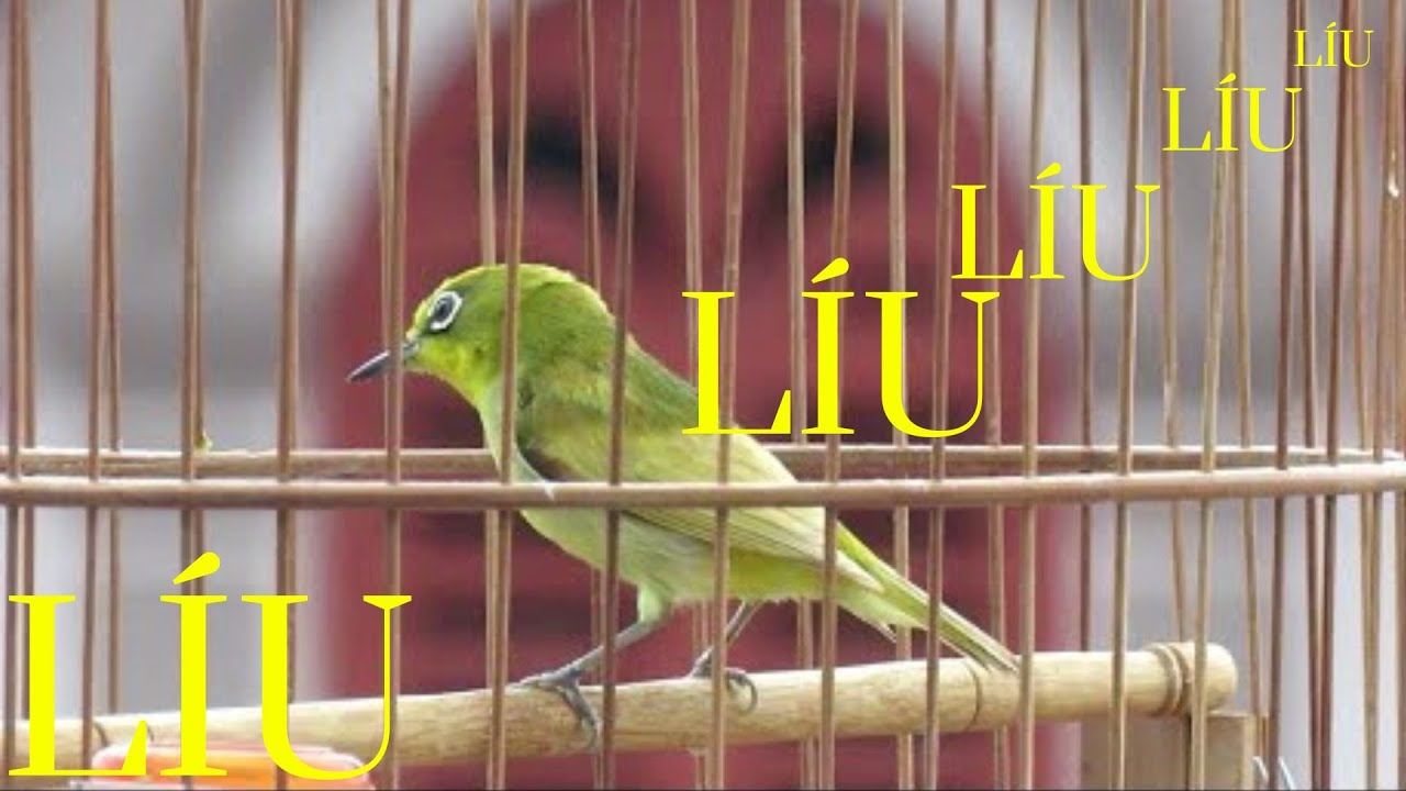 Khuyên líu hót sáng cực hay , Khuyên líu đấu gọi bổi nhanh líu theo , vành khuyên mồi 2022