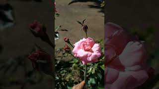 Download Lagu Mawar Merah #mawarberduribuskers #bunga MP3