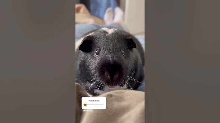 Guinea pigs videos
