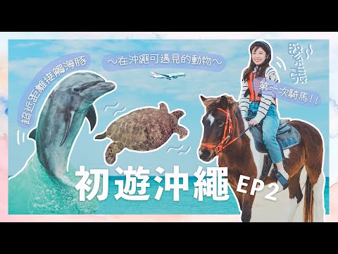 【日本VLOG 】俾動物玩我地的一天🐴🐬🐢Carrie初遊沖繩 EP.2 近距離接觸劇毒魚類？😰第一次海邊騎馬￼￼！ 意外發現香港發達大計w￼