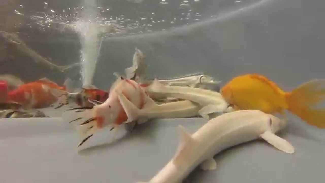 Bourse aux poissons de Nantes Octobre 2015