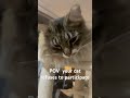 #popipo #cat #cute #noeffort #lazy #funny #pets #