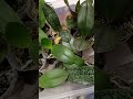 Детки азиаты и уценка, заказы присылать на ватсап 89298541346 Вера