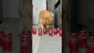 COKE Obstacle Challenge CAT vs DOG