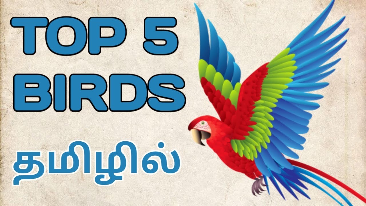 Top 10 beautiful birds list in tamil YouTube