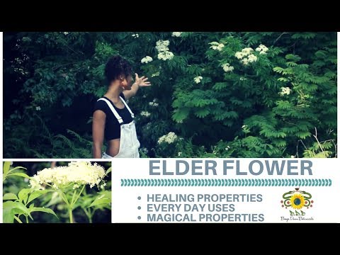 Video: Elderberry: Legends And Magical Properties Of The Plant