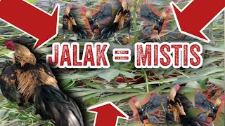 Characteristics of the Killer Jalak Rooster #chicken #siam #rooster #jalak #pakhoy