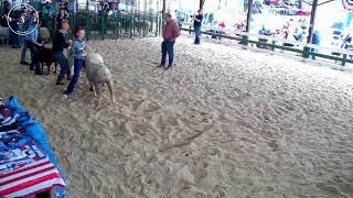 2023 Sheep Show Junior Fair Stark County Live Stream