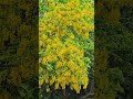 Golden Chain Tree, Hampstead Heath, London, April 2026