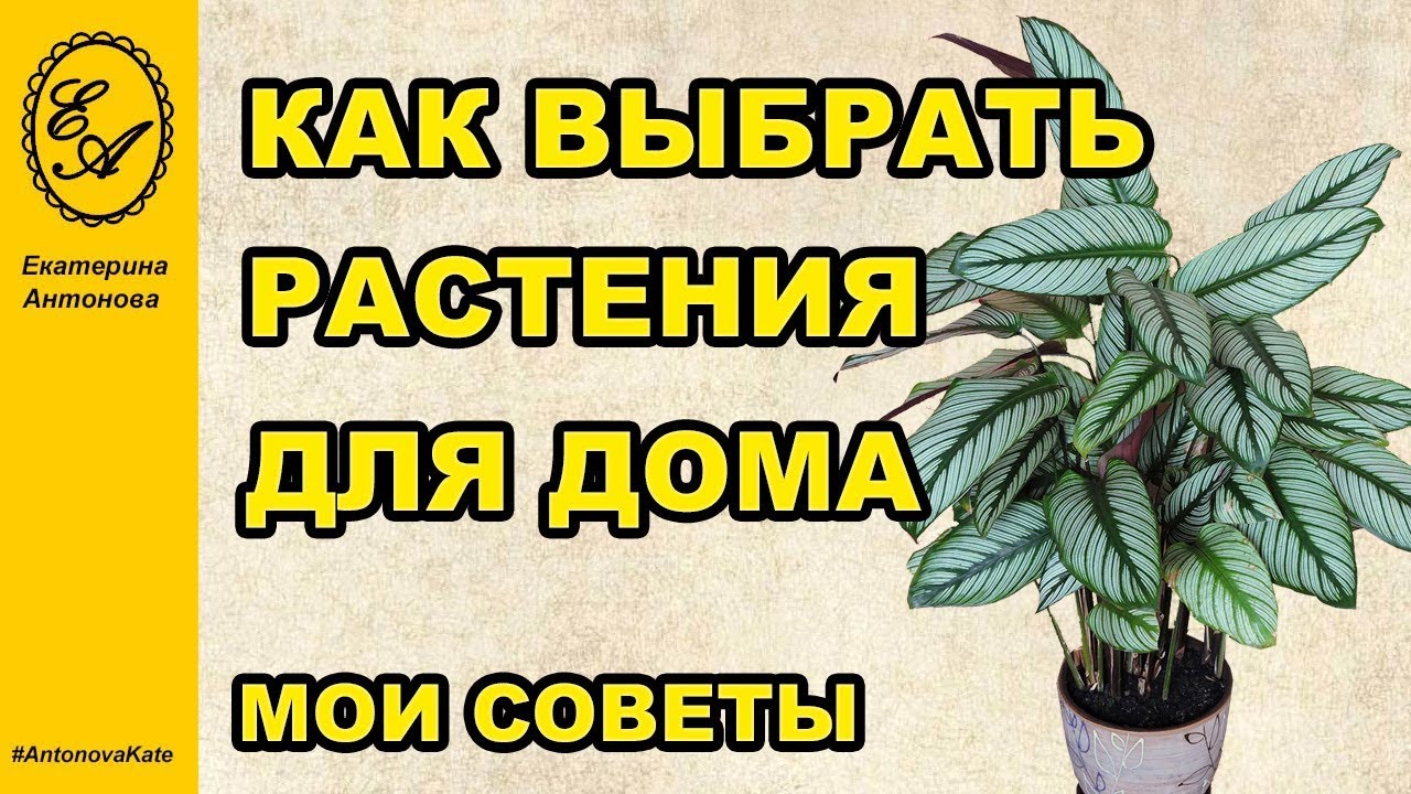 Как правильно выбрать растения для дома. Советы от флор… — Transcript