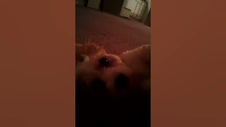 Cutest dog ever