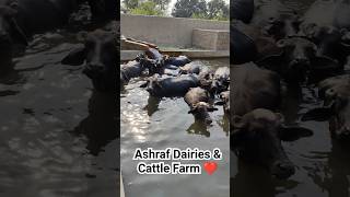 Buffalo video,Buffalo pool, buffalo cartoon,buffalo fighting,buffalo mating,buffalo talaab,buffalo