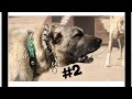 2021 Kangal tiktok videoları(sivas kangalı)#2