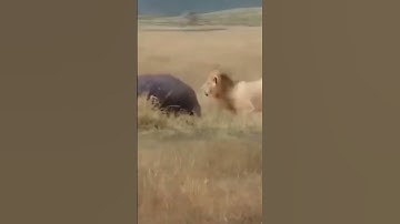 Thumbnail of King Scarface kills a hippo #scarface #shorts
