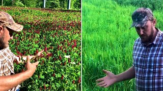 Crimson clover vs. wheat! Side by side comparison!