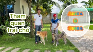 Trại chó Akita & Shiba | Những Chú chó được nhập khẩu từ Nhật | Lh : 0934.284.272