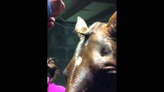 Forelock plaiting
