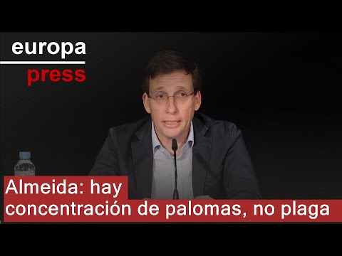 Almeida indica que sí hay "puntos de alta concentración" de palomas pero no una plaga