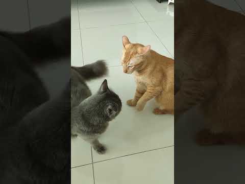 Oyen Fight Grey Cat #cat #catvideos #kucing #love #oyen #greycats #fight #fighting #cute