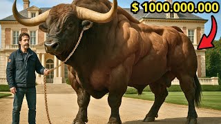 SEE the MOST EXPENSIVE BULLS ever SOLD