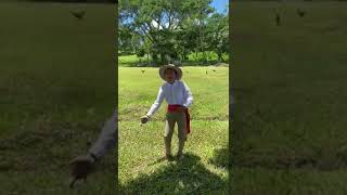 O gallo malparido