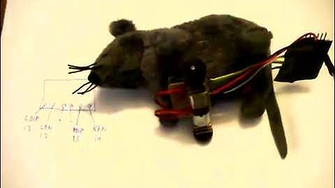 WiFi RC Rat with HUZZAH ESP8266, NodeMCU and RoboRemo