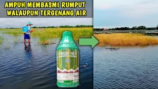 RACUN RUMPUT YANG PALING AMPUH #obatrumput #racunRumput #supremo @JOHNIKHSAN354